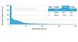 Mammaglobin A Antibody (MGB/4057R) - Azide and BSA Free, Novus Biologicals